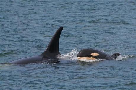 World’s Oldest Orca (She’s 103!) Spotted Along Canadian Coast