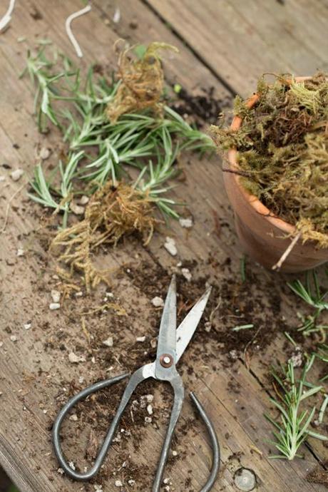 how to make a topiary