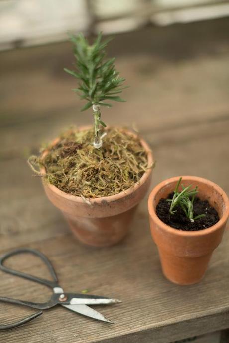 how to root a rosemary topiary