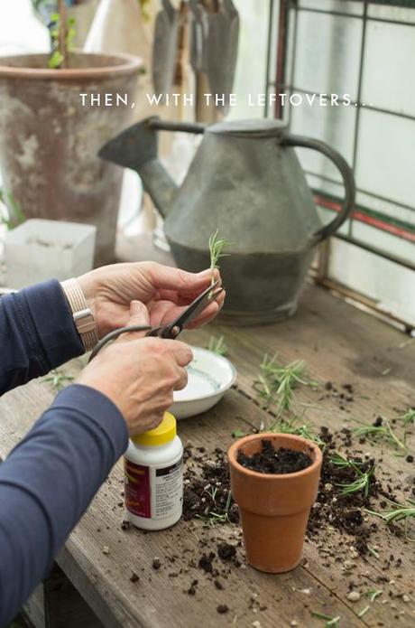 how to root a rosemary topiary