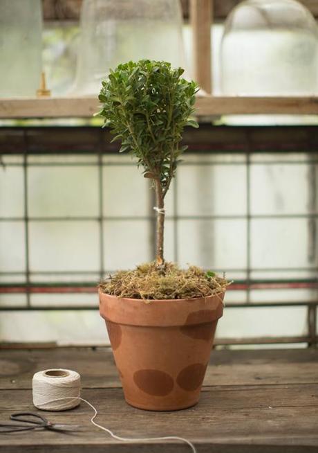 How to make a boxwood topiary