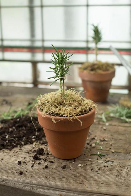 how to make a rosemary topiary