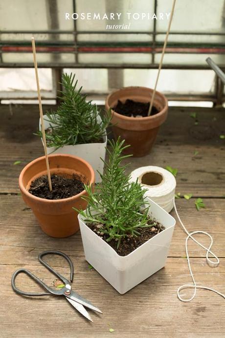 how to make a rosemary topiary