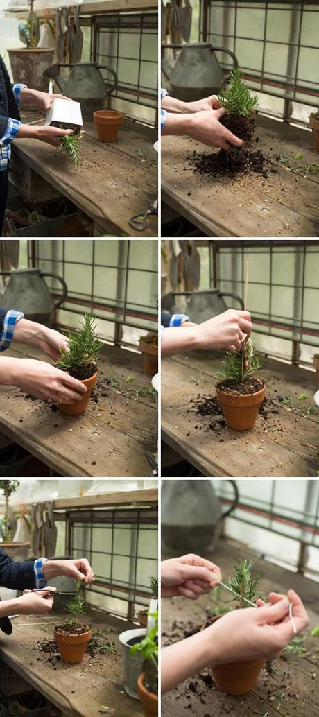 how to make a rosemary topiary