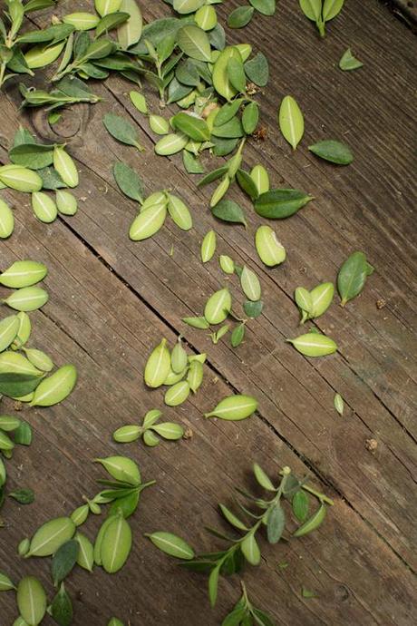 boxwood cuttings