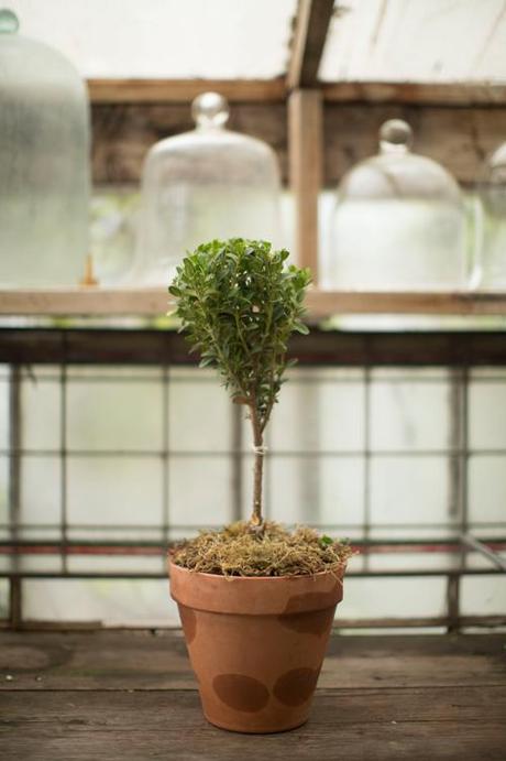 boxwood topiary tutorial