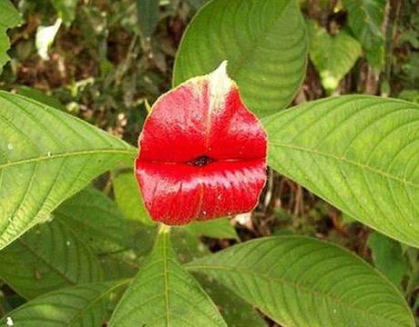  Kissing Lips Flower