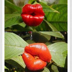  Kissing Lips Flower