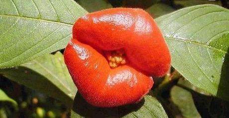  Kissing Lips Flower