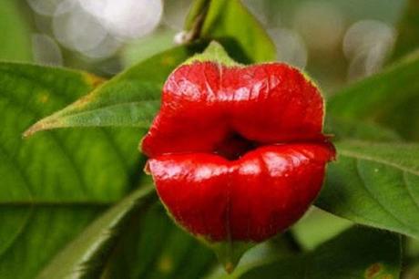  Kissing Lips Flower