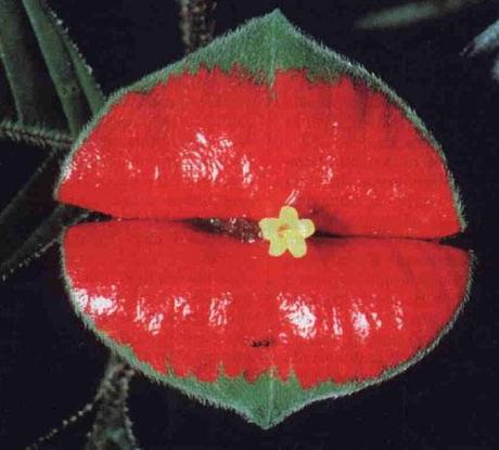  Kissing Lips Flower