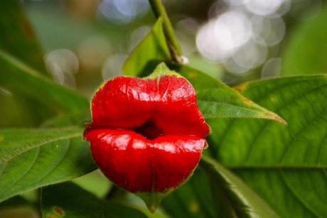  Kissing Lips Flower