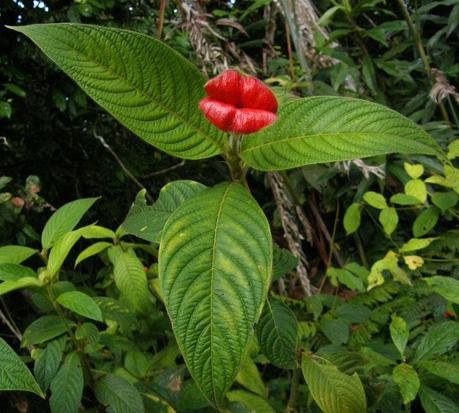  Kissing Lips Flower