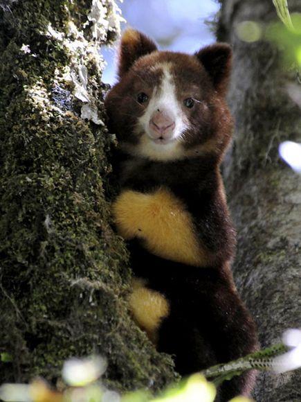 tree kangaroo