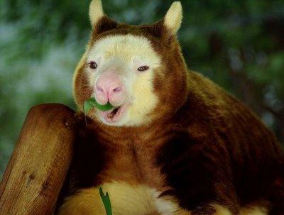 tree kangaroo