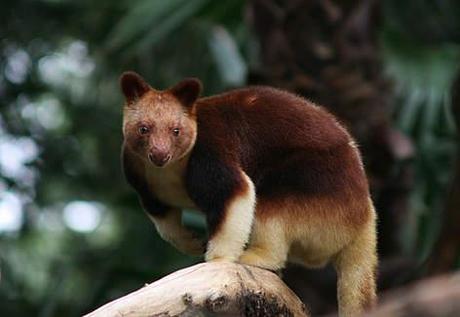 tree kangaroo