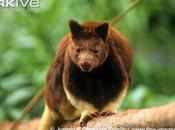 Tree Kangaroo