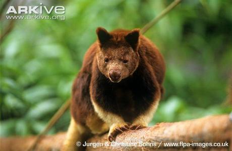 tree kangaroo