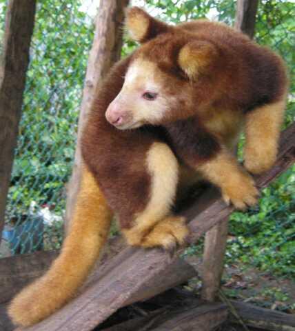 tree kangaroo