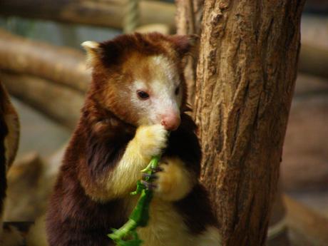 tree kangaroo