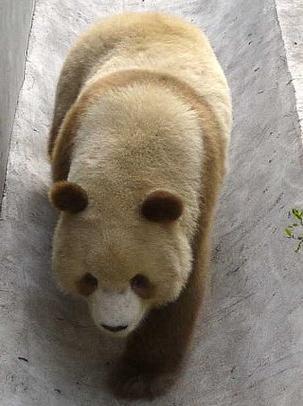 brown panda