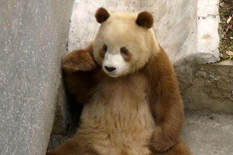 brown panda