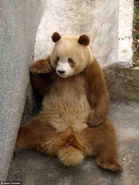 brown panda