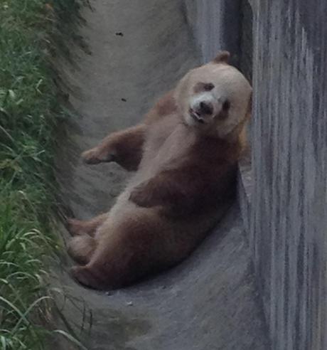 brown panda