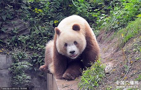 brown panda