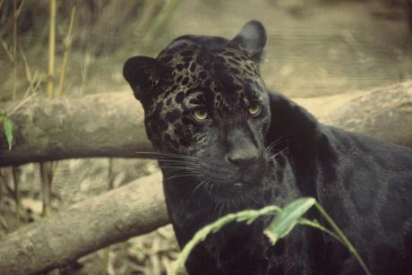 Melanistic jaguar