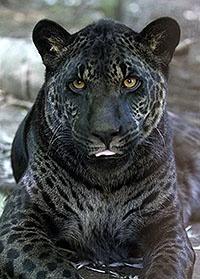 Melanistic jaguar