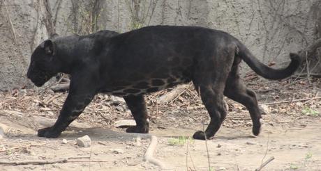 Melanistic jaguar