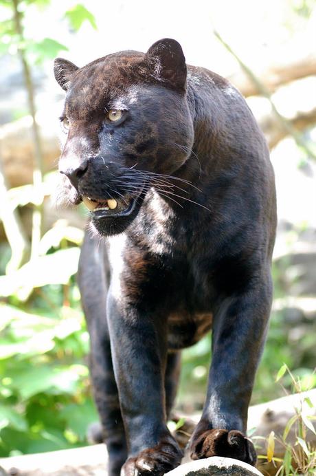 Melanistic jaguar