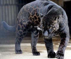 Melanistic jaguar