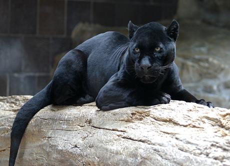 Melanistic jaguar