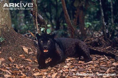 Melanistic jaguar