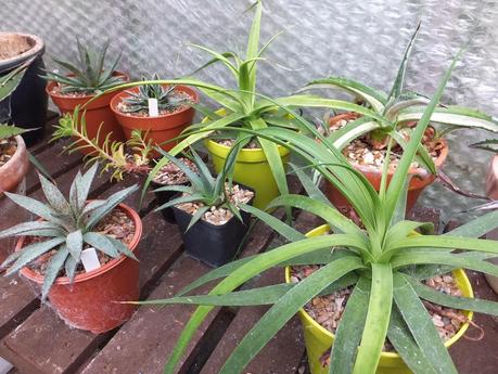 Greenhouse Tidy Up