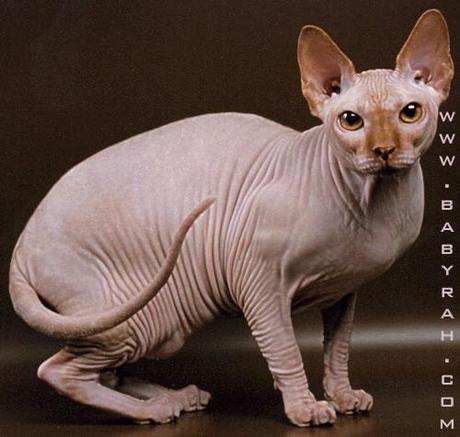 Sphynx cat