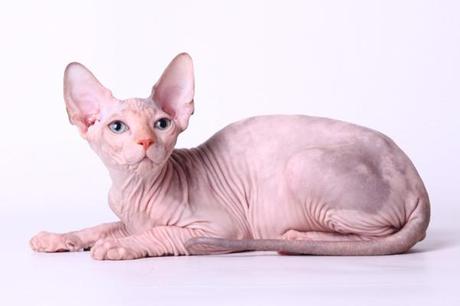 Sphynx cat