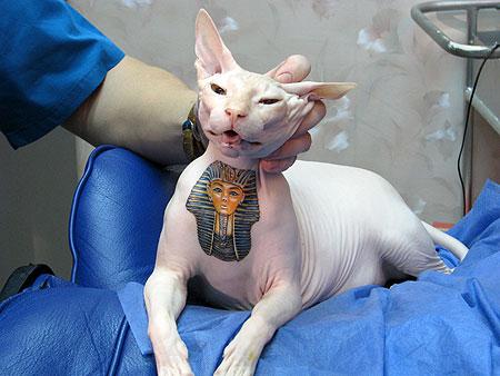 Sphynx cat