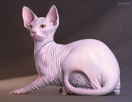 Sphynx cat