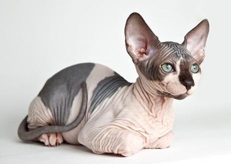 Sphynx cat