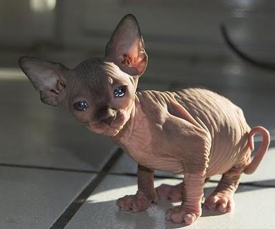 Sphynx cat