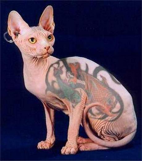 Sphynx cat