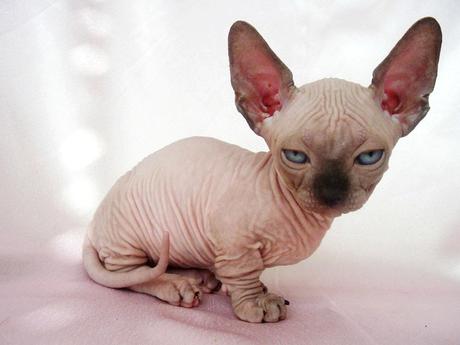 Sphynx cat