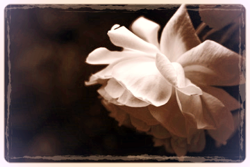 rose pale photograph by corey amaro