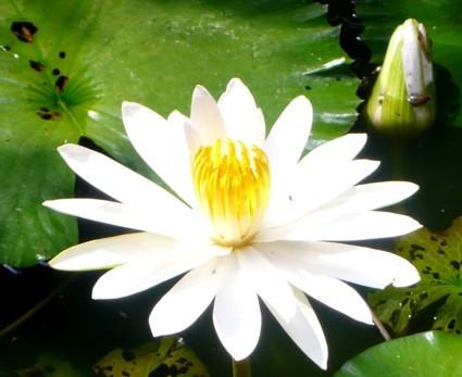 lotus_2012