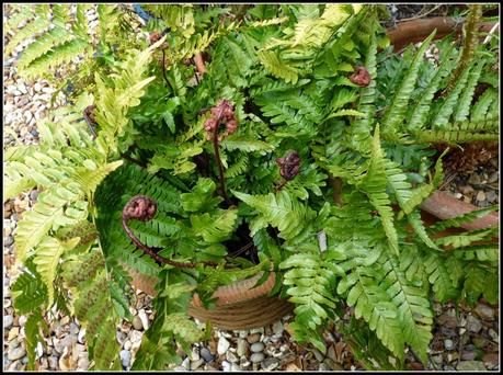 Ferns unfurling