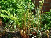 Ferns Unfurling