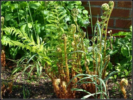 Ferns unfurling